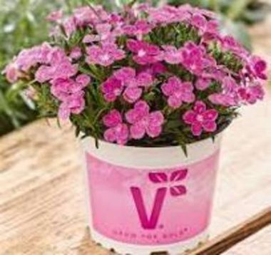 1610 Гвоздика TINY PLEASURE PINK