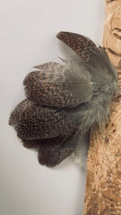 Перья глухаря коричневые  4-7 см 10 шт. Г12