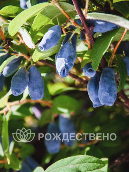 Жимолость Лазурная