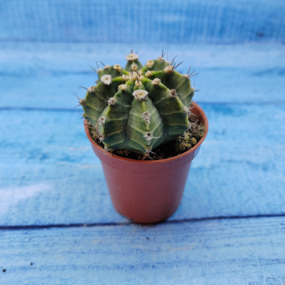 Gymnocalycium Friedrichii (Гимнокалициум)