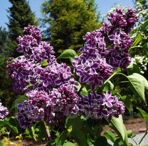 Сирень обыкновенная Сенсация Закупка М64 май 2026