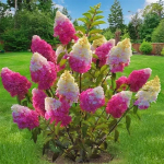 Гортензия метельчатая Фрайз Мельба Т60 60-80