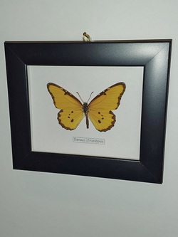 Бабочка Danaus chrysippus в рамке