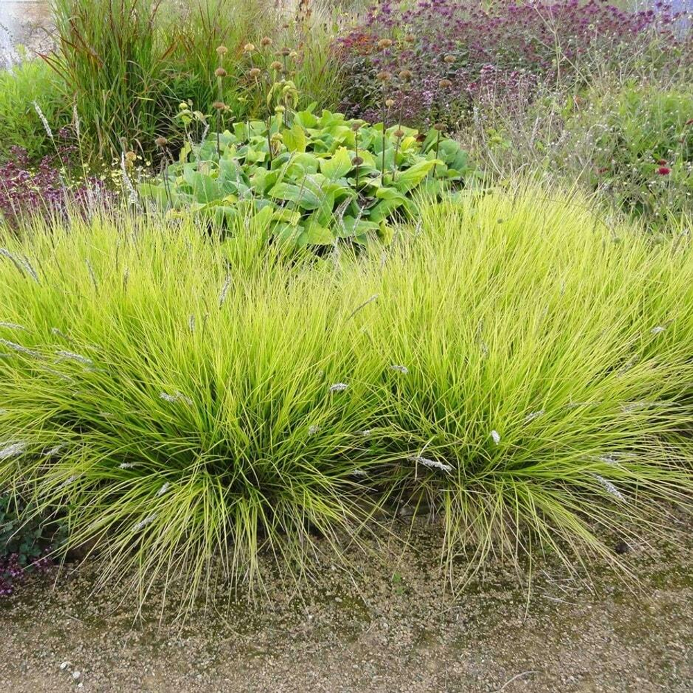 Сеслерия осенняя. Sesleria alba (autumnalis).