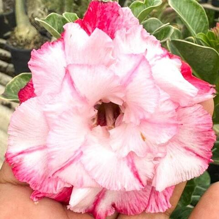 Адениум обесум LISA