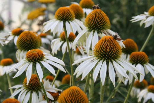 Эхинацея пурпурная Вайт С2 Закупка М39 июнь 2026