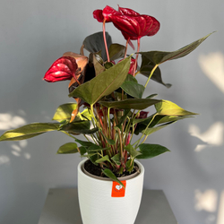 Антуриум Livium Red