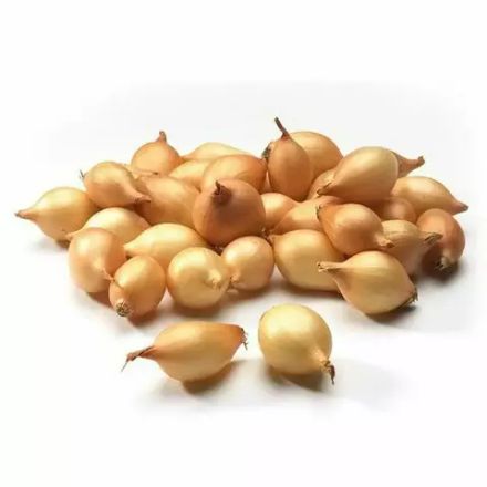Озимый Лук-севок