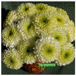 Хризантема кустовая Пума лайм ☘🌻 к.26  (отгрузка  Сентябрь)