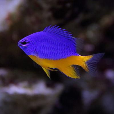 МГ Хризиптера Желтохвостая