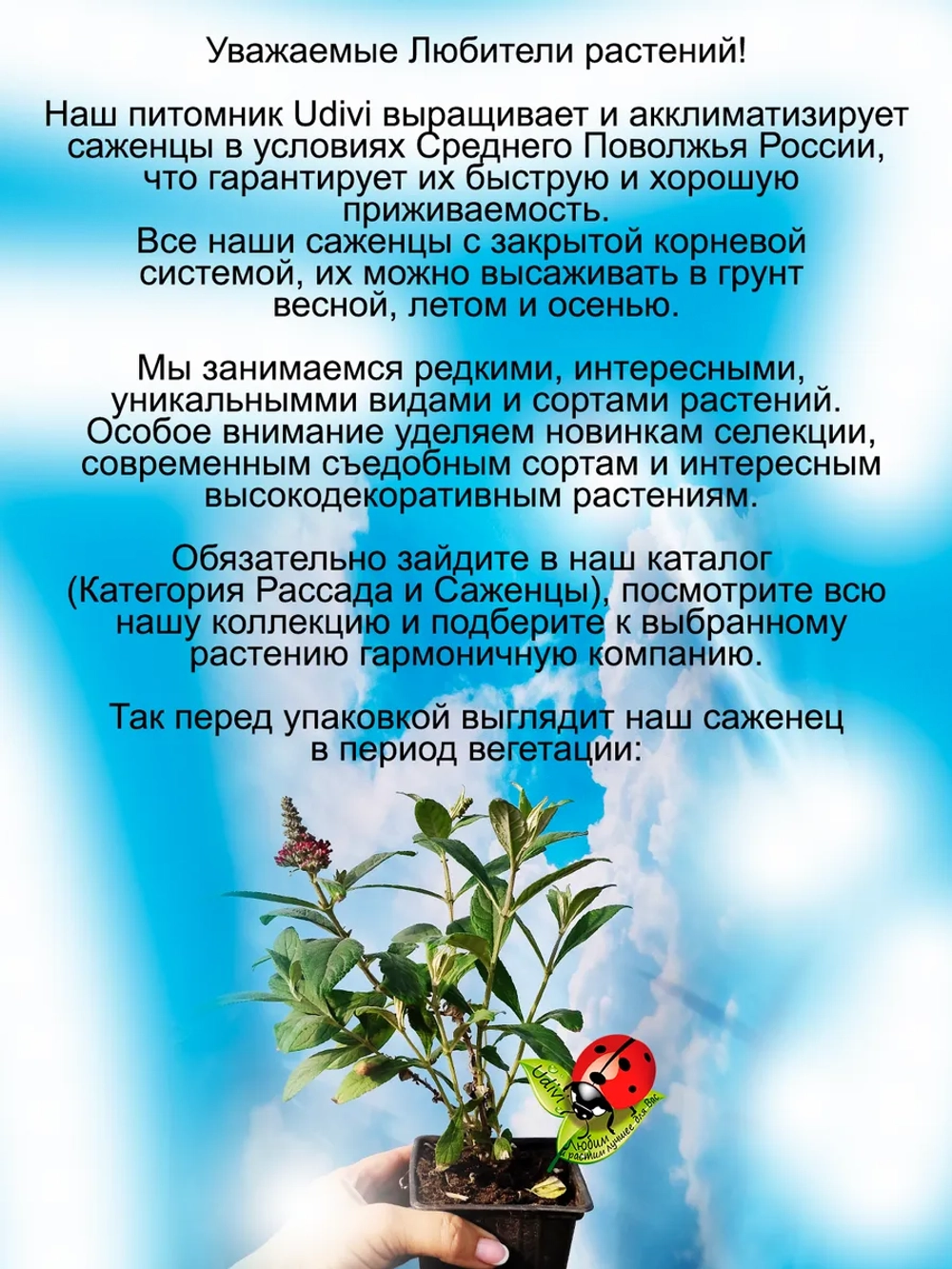 Будлея Давида Рубиновая карамелька для бабочек