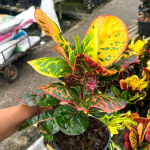 Кротон PHAYA PHET