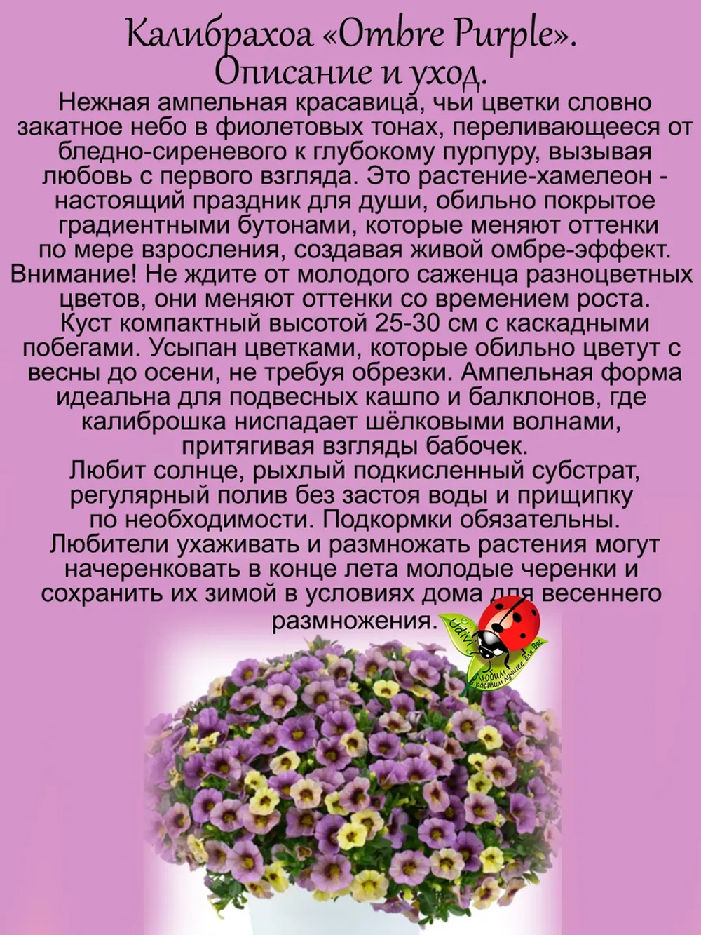 Калибрахоа Омбре Перпл