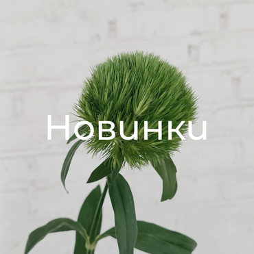 Новинки