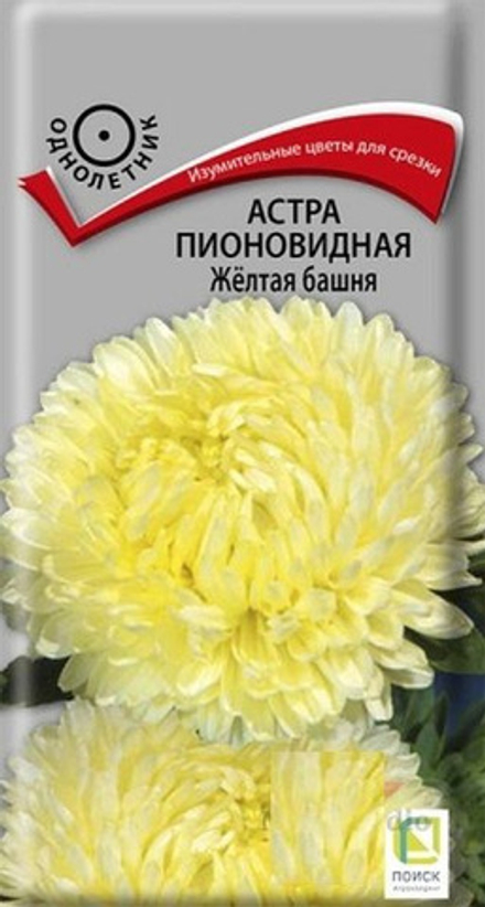 Астра Желтая башня пионовидная
