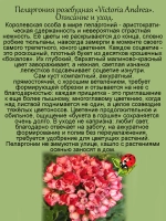 Пеларгония Виктория Андреа тюльпановидная