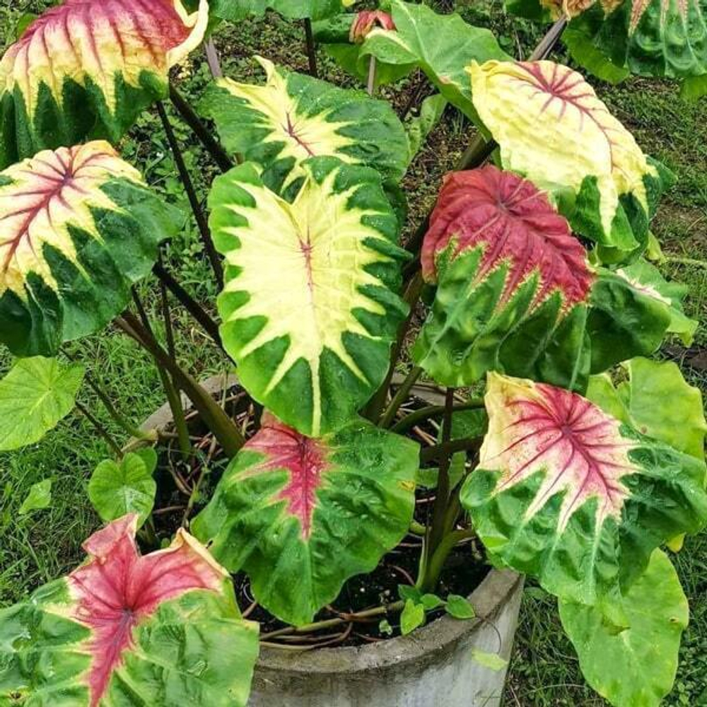 Колоказия LIGHT PILLAR