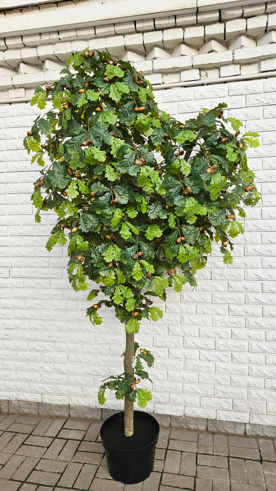 Дуб 240см в техническом кашпо