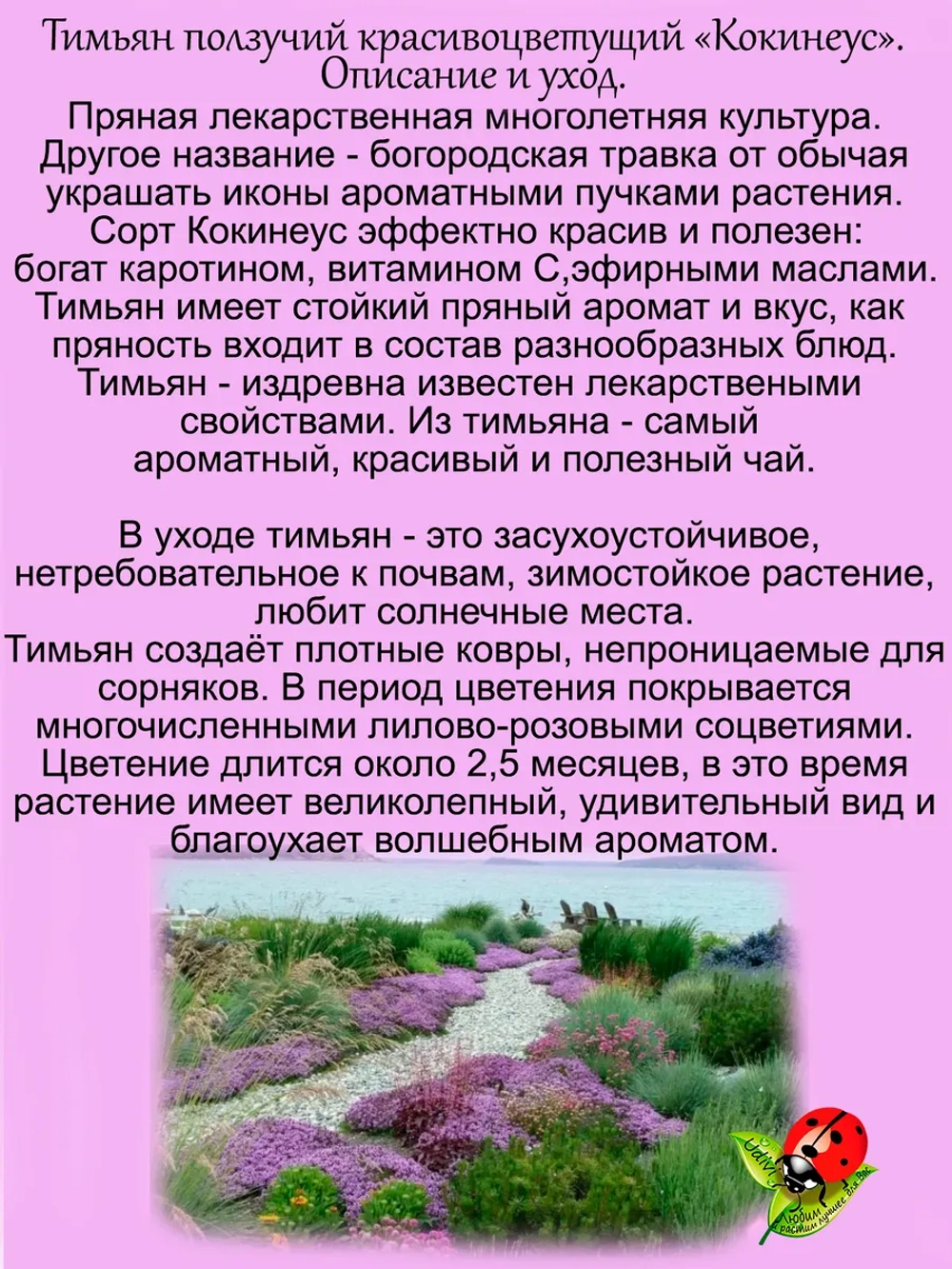 Тимьян Кокинеус красивоцветущий ползучий