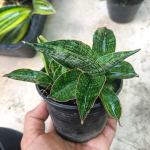 Сансевиерия PHAN PHET