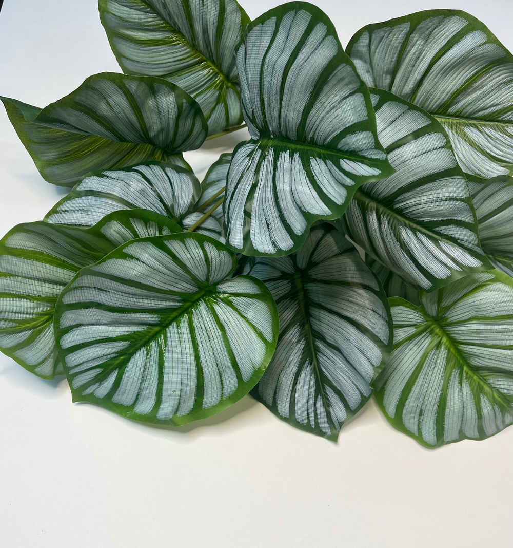 Куст Калатея Орбифолия