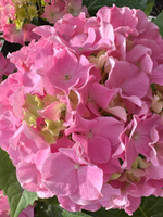 Серфинг сафари Сисайд Пинк (Safari Seaside Pink) Р9