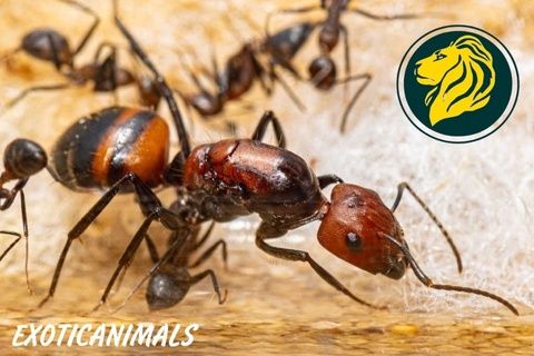 Mravenci Camponotus nicobarensis (červený proudový mravenec)