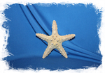 Декоративная морская звезда сушеная