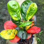 Кротон GIANT TANG HU