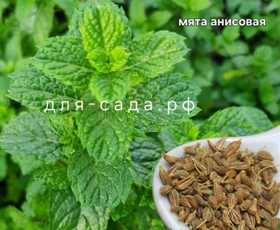 МЯТА АНИС