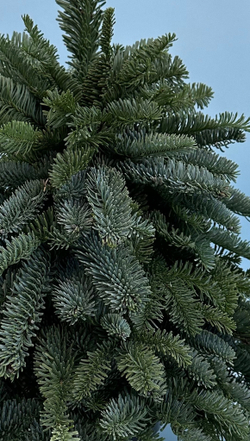 Елка из нобилиса #63