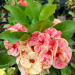 Эуфорбия Миля PETCH AMPAIPAN