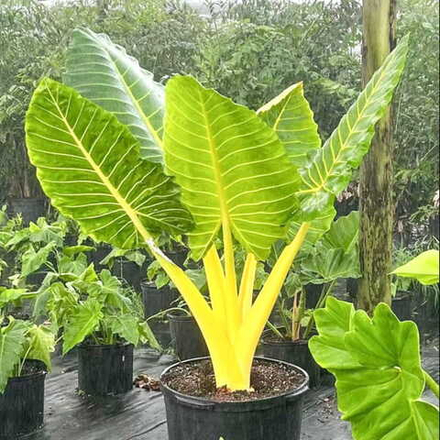 Алоказия MACRORRHIZOS LUTEA