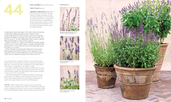 What Grows Together: Fail-Safe Plant Combinations for Every Garden