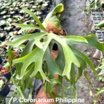 Платицериум P.CORONARIUM PHILIPPINES