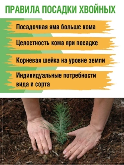 Саженец Ель канадская Эхиниформис