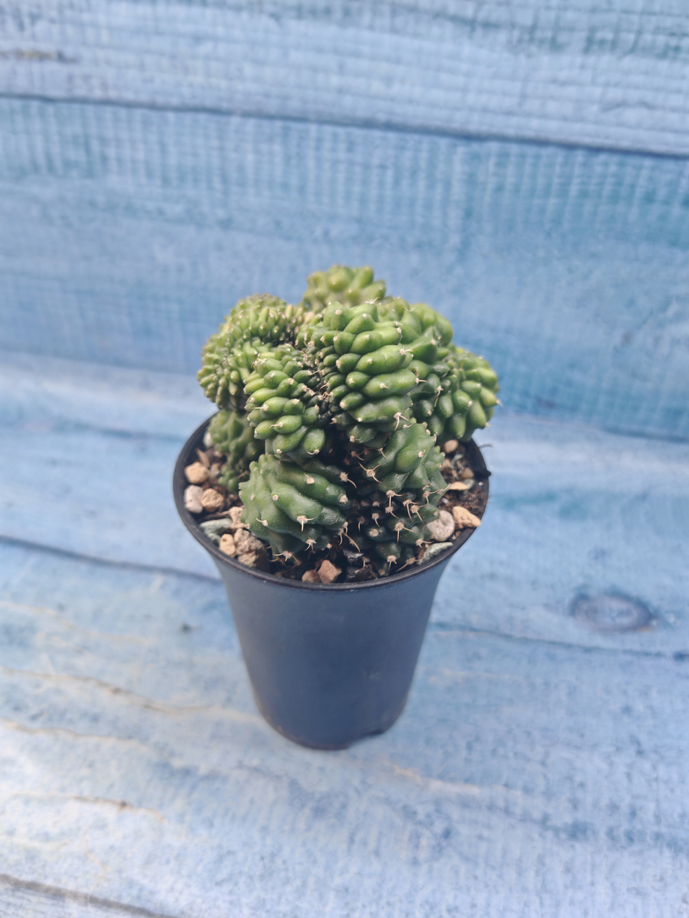 Gymnocalycium Spineless Crested form (Гимнокалициум Кристатный)