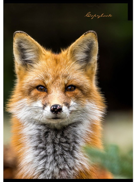 Тетрадь А4 80л кл. скоба Проф-Пресс "Пятнистый носик" белизна 100% (203*273мм)*