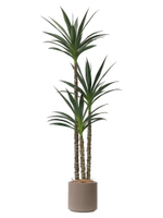 Юкка 3 ствола 155 см