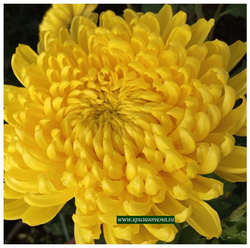 желтые хризантемы фото