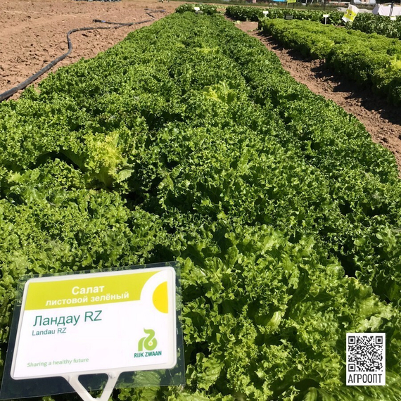 Ландау семена салата лолло блонда (Rijk Zwaan / ALEXAGRO) культура – фото 11