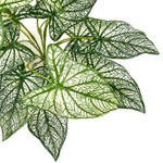 Каладиум куст биколор 45 см