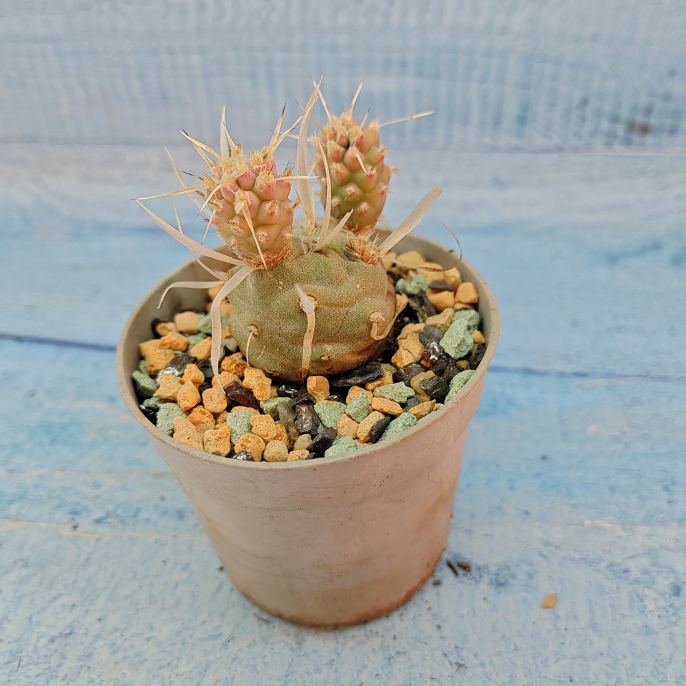 Tephrocactus Articulatus Papyracanthus (Тефрокактус)