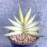 Сансевиерия YUKI ONA VAR s.L