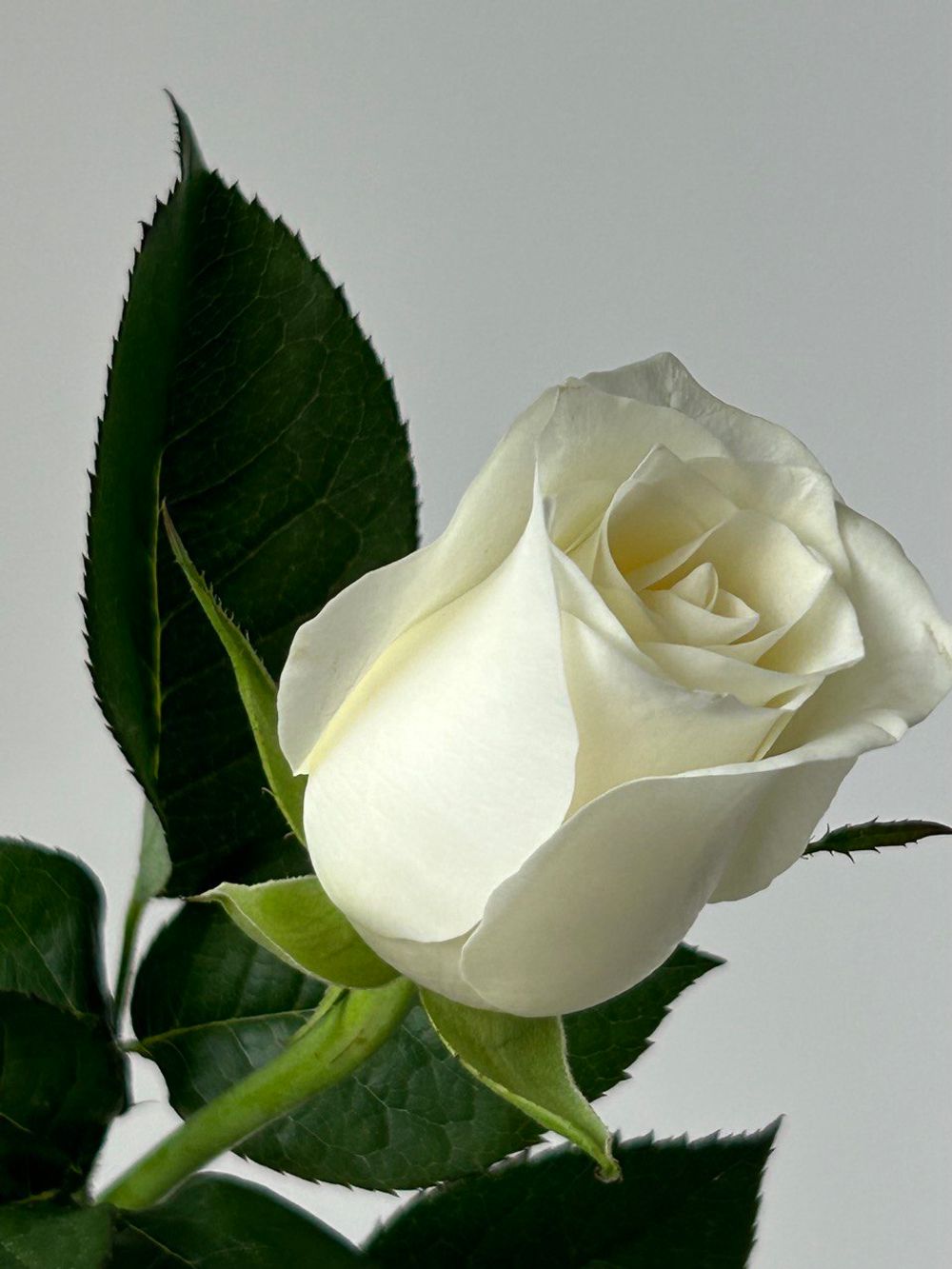 Роза белая (60 см) АКЦИЯ