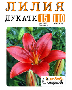 Лилия Луковица, Дукати, ЛА-гибрид, 1 шт