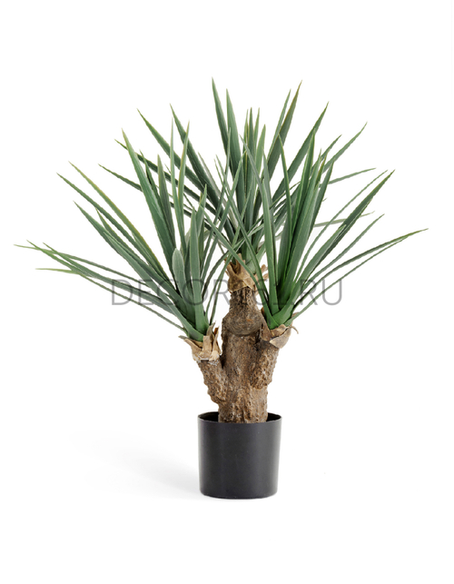 Юкка Рострата Мини 70 см 3 ствола 2/2 10.47802N