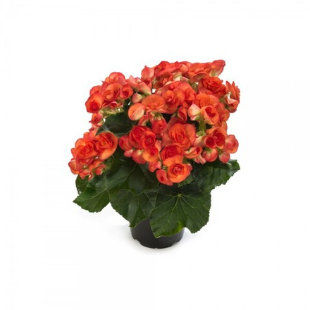 ЕВРО Бегония Elatior Begonia Orange stone укореннный черенок ОКС ФЕВРАЛЬ