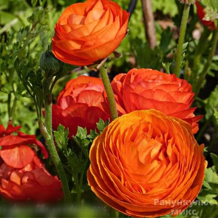 Ранункулюс Оранжевый (10 шт) Волжский Сад