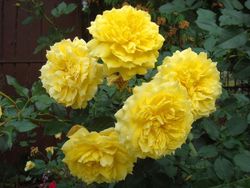 Чайна Герл (China Girl)